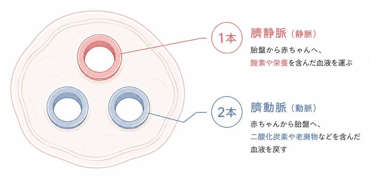 臍帯の断面図。1本の臍静脈は胎盤から赤ちゃんへ酸素や栄養を含んだ血液を運び、2本の臍動脈は赤ちゃんから胎盤へ二酸化炭素や老廃物などを含んだ血液を戻す。