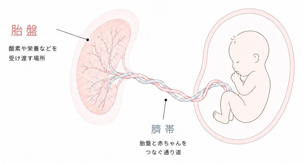 胎盤と臍帯と赤ちゃんの関係を示す図。胎盤は酸素や栄養などを受け渡す場所、臍帯は胎盤と赤ちゃんをつなぐ通り道。