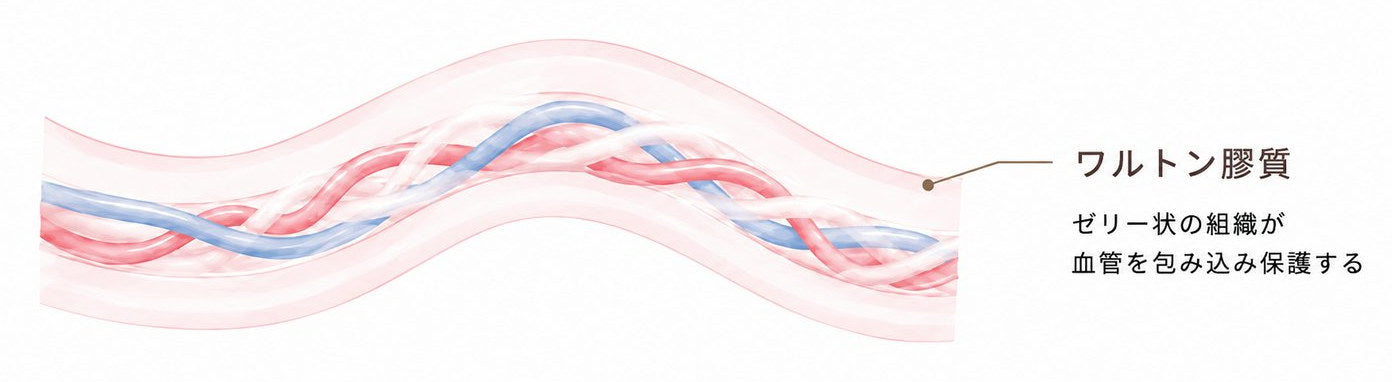 臍帯を横から見た図。ゼリー状の組織であるワルトン膠質が、らせん状によじれた血管を包み込み保護している。